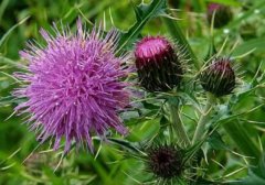 Milk thistle liver protection tablets, tur
